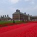 Poppies At The Royal Hospital Chelsea