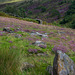 Across the heather moorland