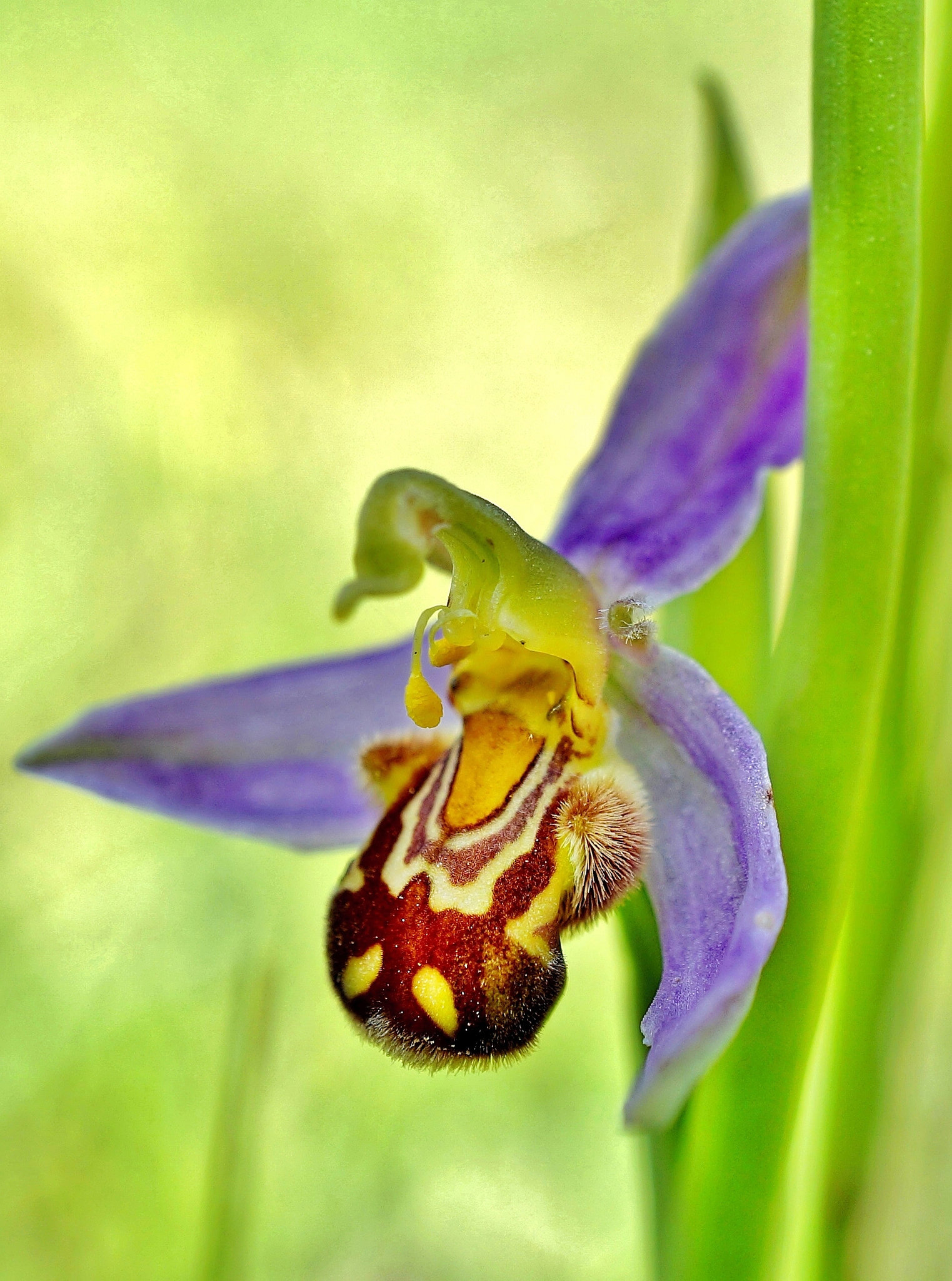 Bienen-Ragwurz - Bee orchid - Ophrys apifera