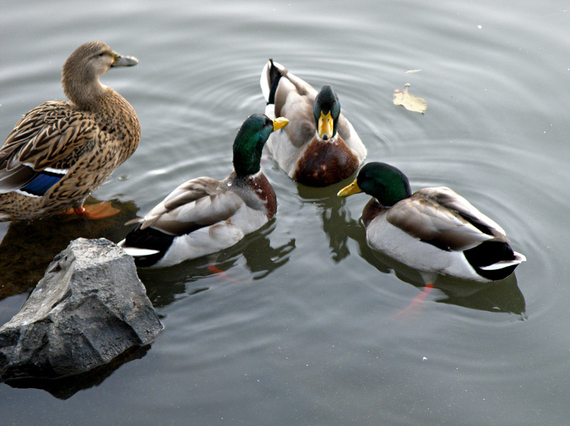 Mallard scolding