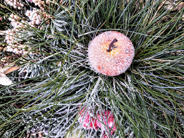 Winterapfel