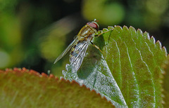 20210428 0113CPw [D~LIP] Schwebfliege (Syrphus vitripennis), Bad Salzuflen