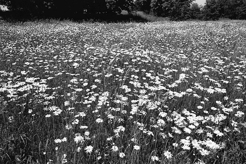 Meadow. Brockwell Park