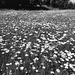 Meadow. Brockwell Park