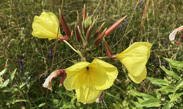 amarillo