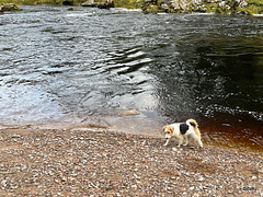 Freda contemplating a swim in The River Findhorn