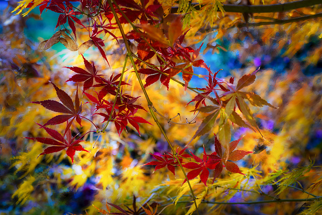 Flaming Maple Leaves