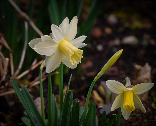 Der Frühling schiebt seine Blüten heraus