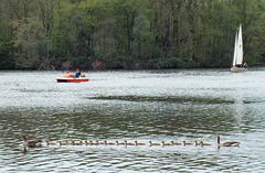 Family Duck