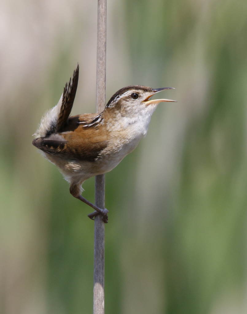 troglodyte des marais / marsh wren
