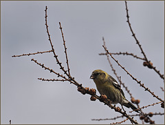 Another one of those white-winged crossbills