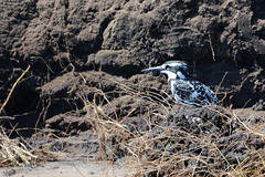 Botswana, The Water Kingfisher in Chobe National Park