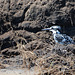 Botswana, The Water Kingfisher in Chobe National Park