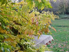 Feuillage de la bignone au coin de ma fenêtre*************