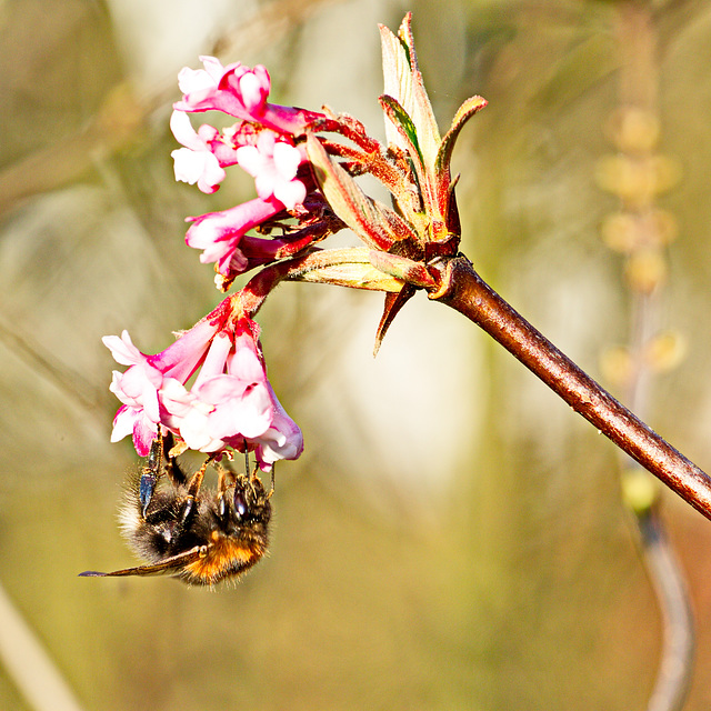 Hummel hängt