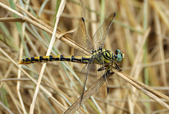 Small Pincertail f (Onychogomphus forcipatus) 4