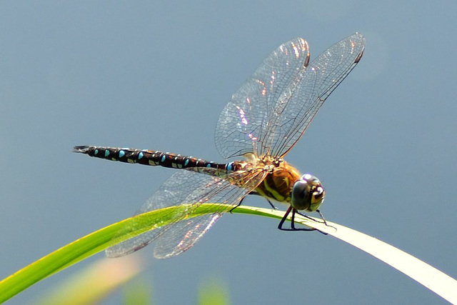 Migrant Hawker (Aeshna mixta)