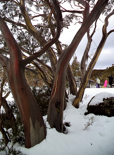 Mt Baw Baw day trip