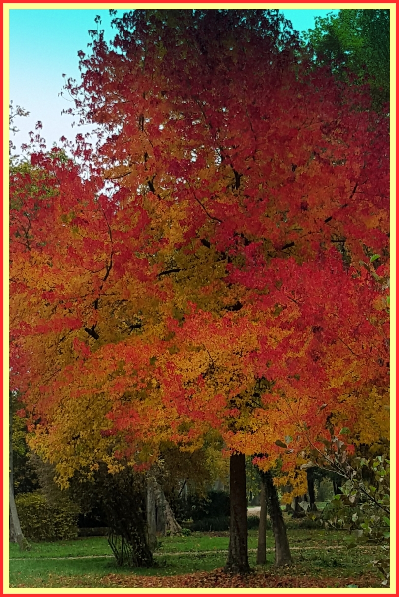 Automne dans le parc du chateau