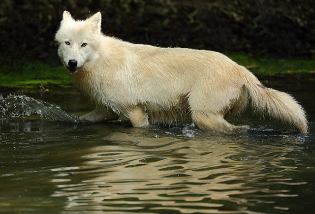 loup dans l'eau