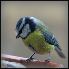 'tite bleue sous la pluie  (1)