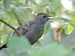 Catbirds