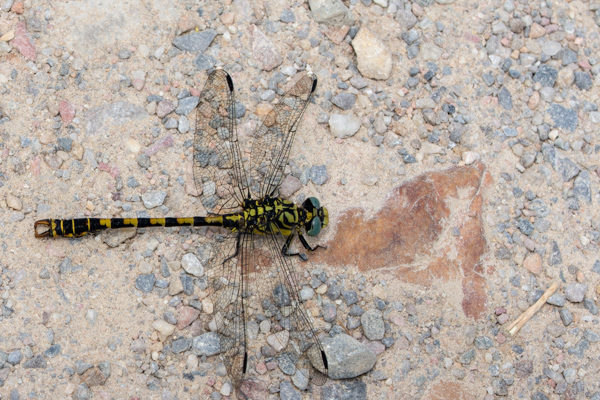 Large Pincertail-DSA 6921