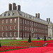 Poppies At The Royal Hospital Chelsea