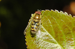 20210428 0114CPw [D~LIP] Schwebfliege (Syrphus vitripennis), Bad Salzuflen