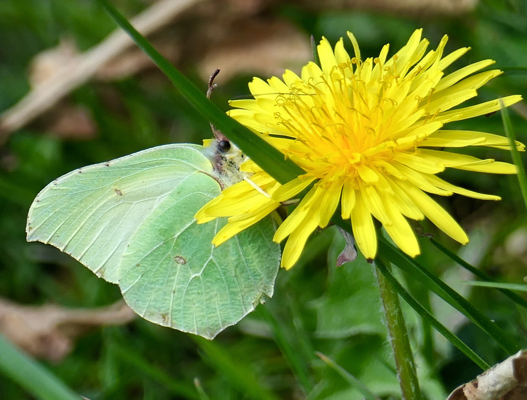 Zitronenfalter an Löwenzahnblüte