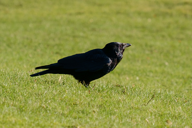 Carrion Crow