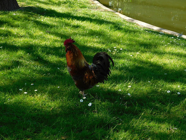 Coq au parc de Montélimar**************
