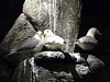 Kittiwakes- Exhibit at  the North Cape Visitor Centre