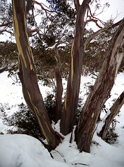 Mt Baw Baw day trip