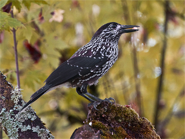 Portrait spotted nutcracker