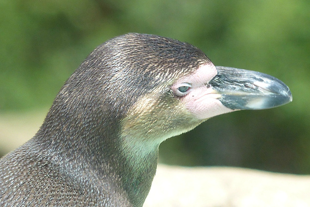 Portrait of a Penguin - 18 May 2017