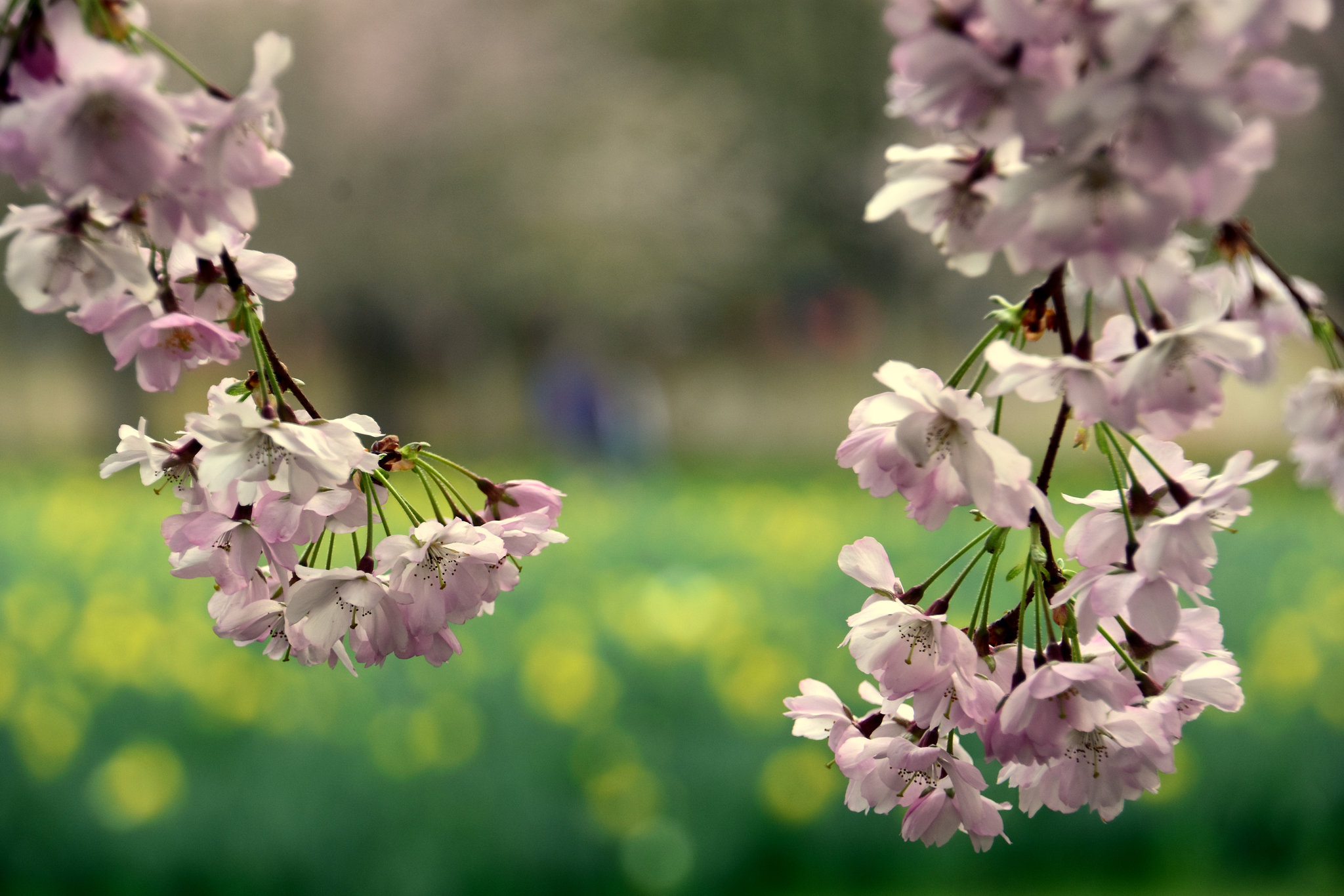 Schwetzingen - Kirschblüten