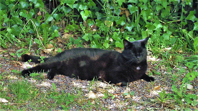 Pippin relaxing in the sun