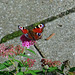 Peacockbutterfly on Spirea