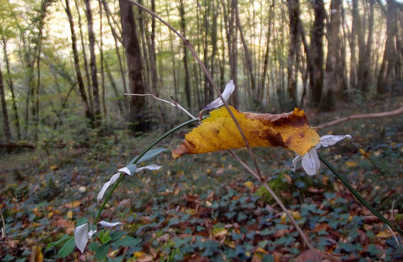 Feuille d'automne