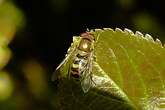 20210428 0115CPw [D~LIP] Schwebfliege (Syrphus vitripennis), Bad Salzuflen