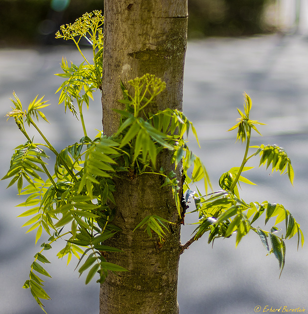 Baum vorm Fenster: eine Etage tiefer