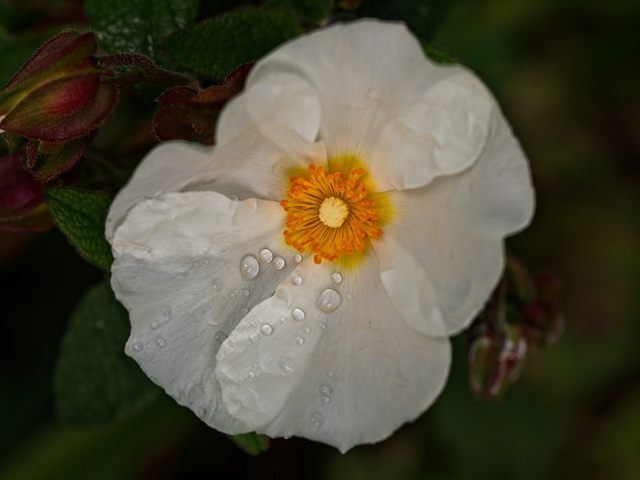 Cistus.........After the Rain