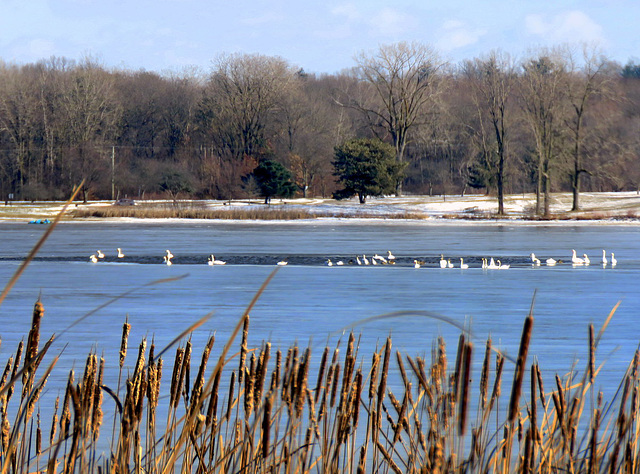 Swans by the only ice free area.