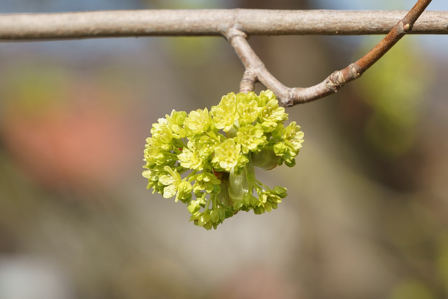 Blüten des Spitzahorn