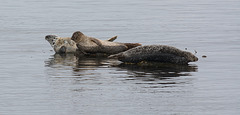 Common Seals at Machrihanish