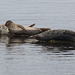 Common Seals at Machrihanish