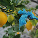 Penedos, Blue rope on lemon tree