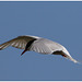 EF7A4421 Arctic Tern