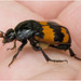 IMG 0519 Common Sexton Beetle